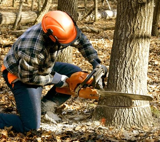Tree Removal in Cromwell, OK